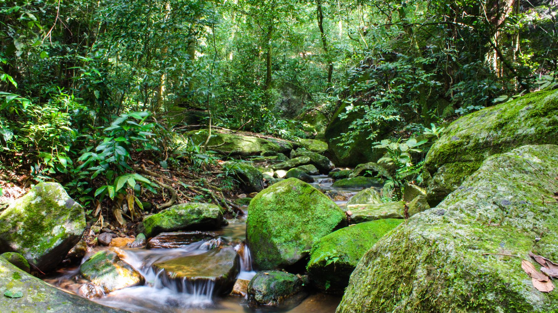 natucate-reiseinformation-brasilien-atlantischer-regenwald-wanderung-bachlauf