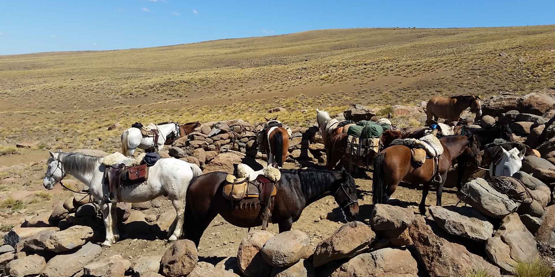 Eine Herde von Pferden steht angeleint und gesattelt bereit fuer einen Ausritt