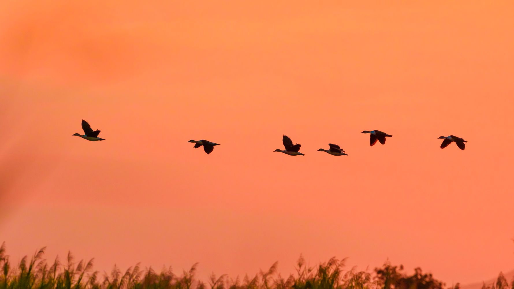 travel-guide-malawi-liwonde-nationalpark-geese-sunset