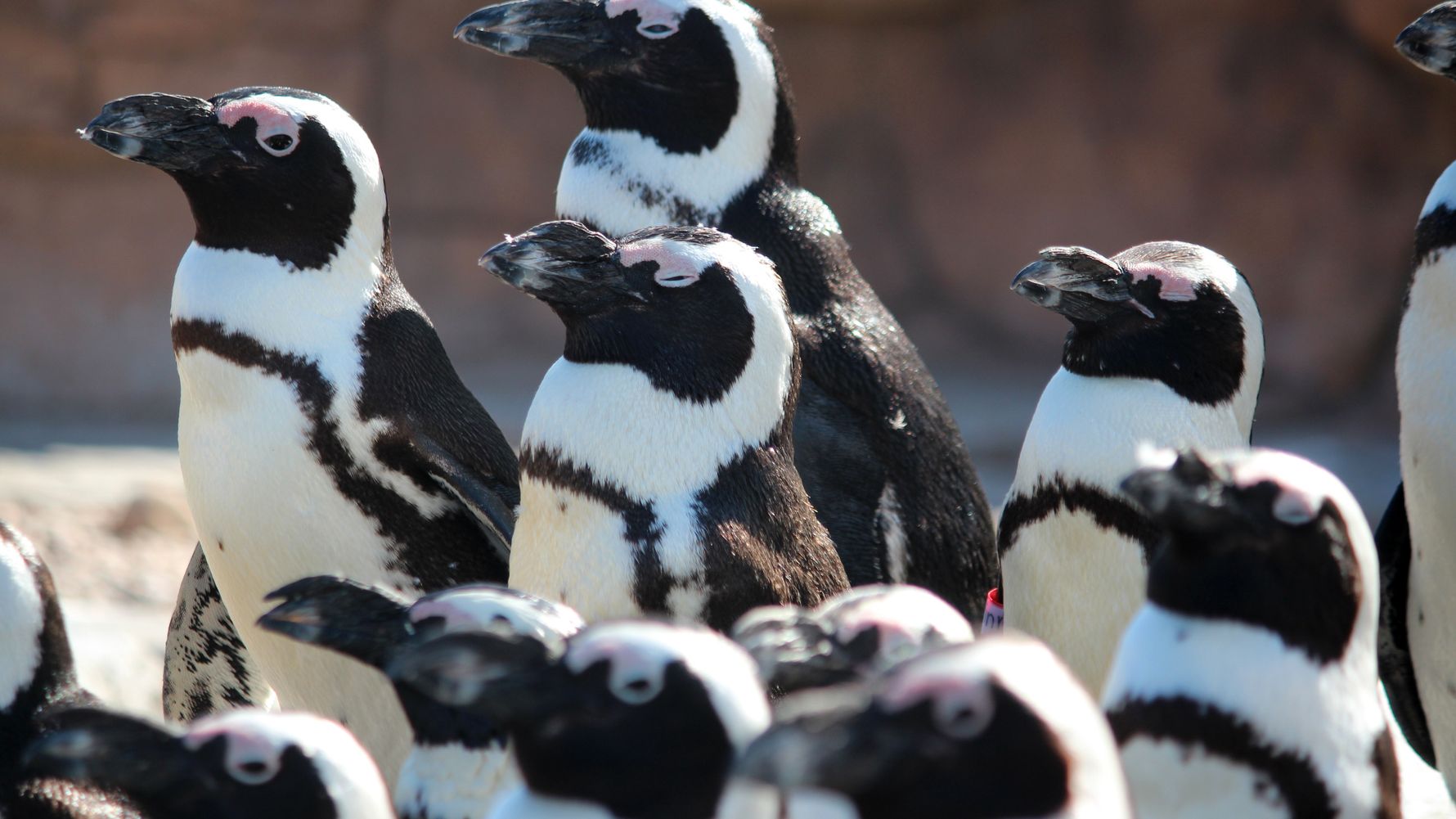 blog-ratgeber-suedafrika-ostkap-pinguine-natucate