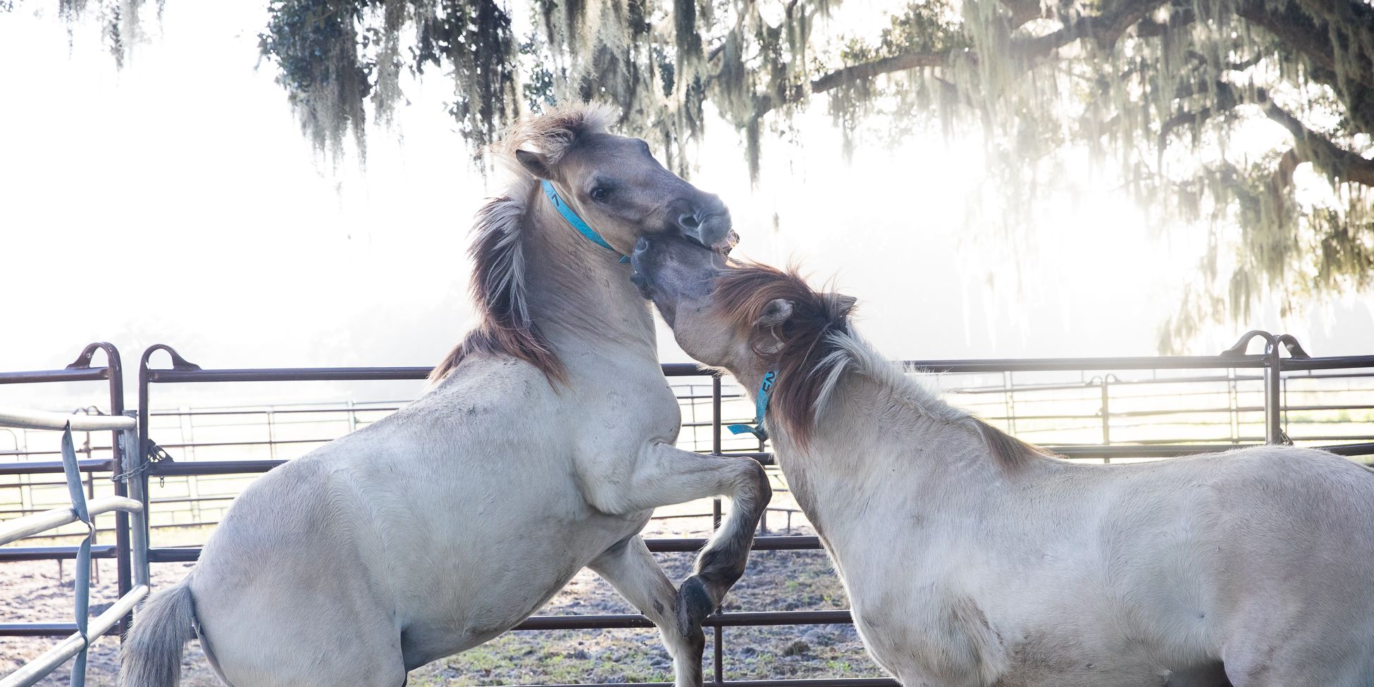 Zwei weisse Mustangs in auf einer eingezaeunten Weide