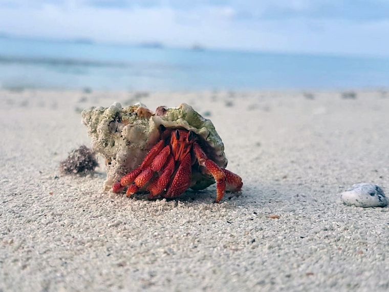 erfahrungsbericht-freiwilligenarbeit-walhaischutz-malediven-sara-krebs-natucate
