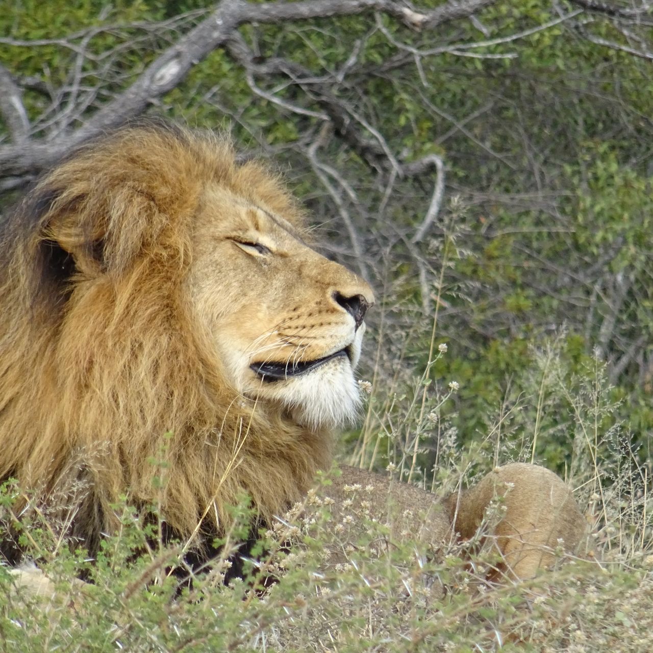 erfahrungsberichte-safari-guide-rangerausbildung-loewe-natucate