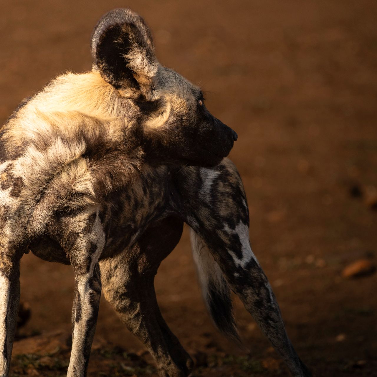 Wildhund schaut sich um