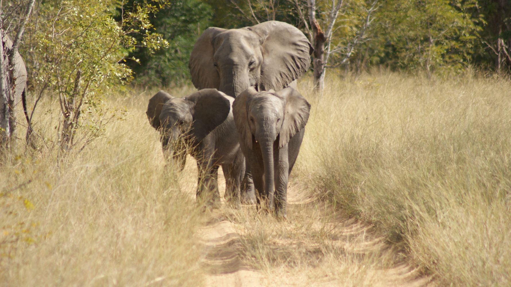 Walking elephants behind one another