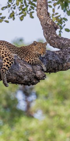 natucate-trip-zambia-safari-walking-robin-pope-mobile-header-leopard