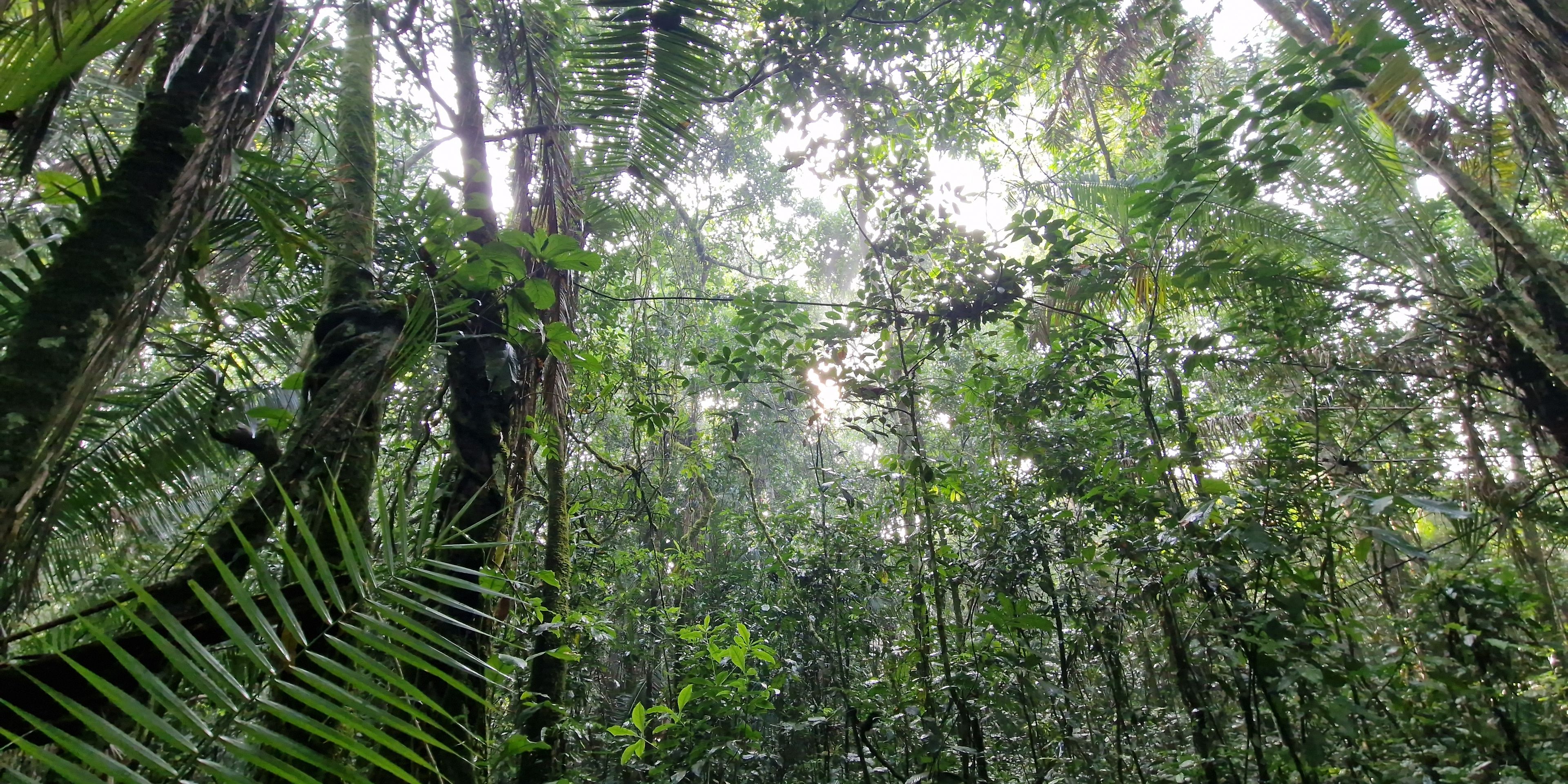 natucate-volunteering-uganda-chimpanzee-project-itoya-forest