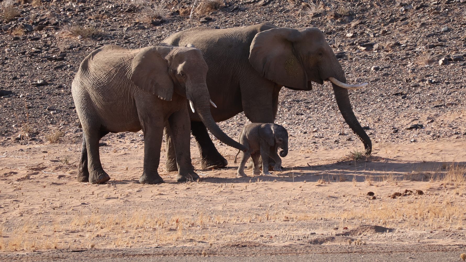Elephant family