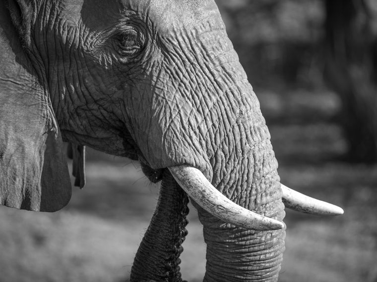 blog-wissen-elefanten-7-fun-facts-stosszaehne-ruessel-natucate