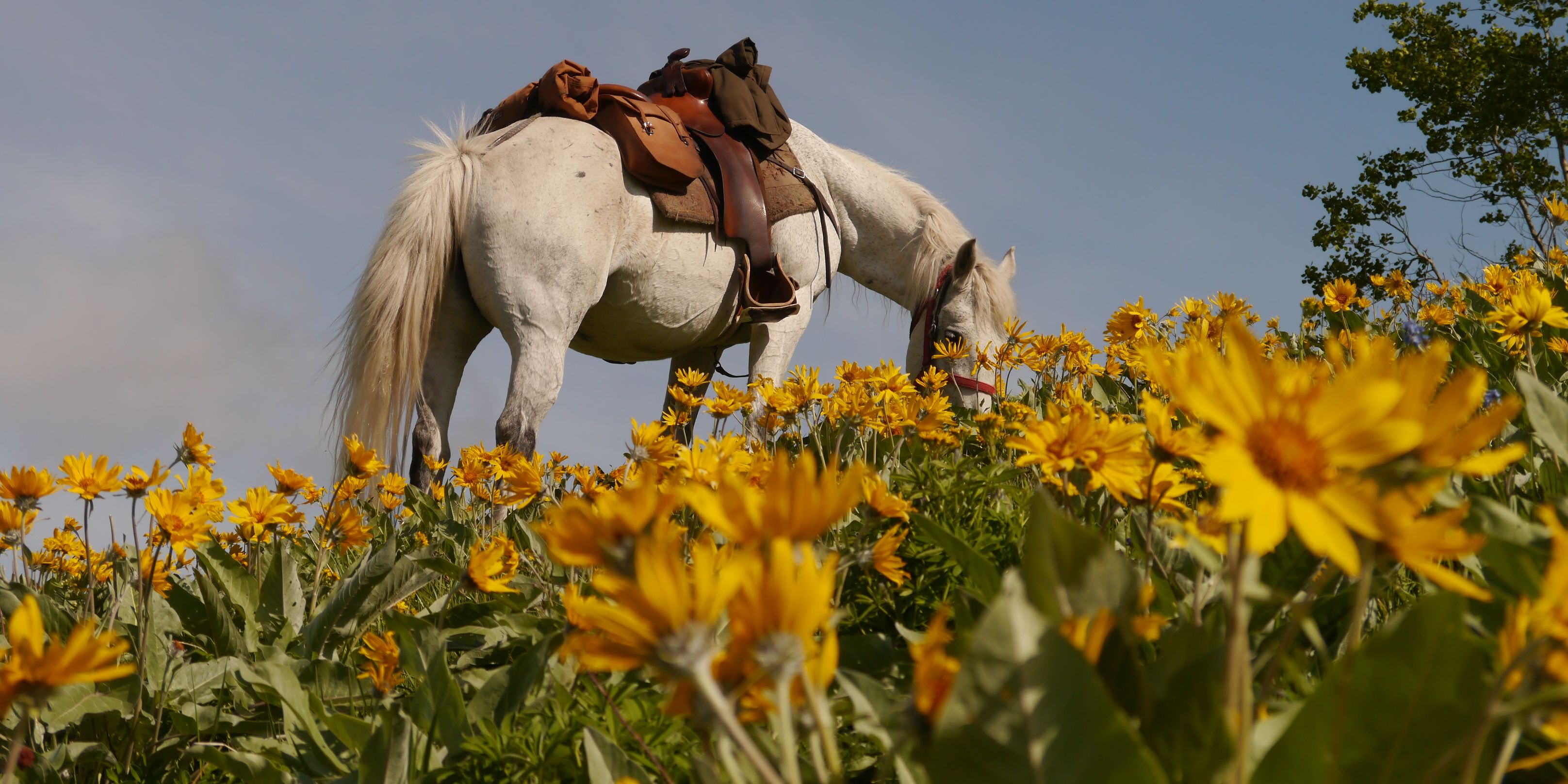 natur-und-rangerkurs-kanada-nordamerika-pferdeguide-guide-pferde-reiten-pferd-grasen-natucate