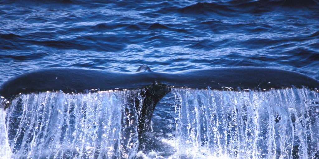 Wildlife conservation in Africa: A whale fin off the South African coast