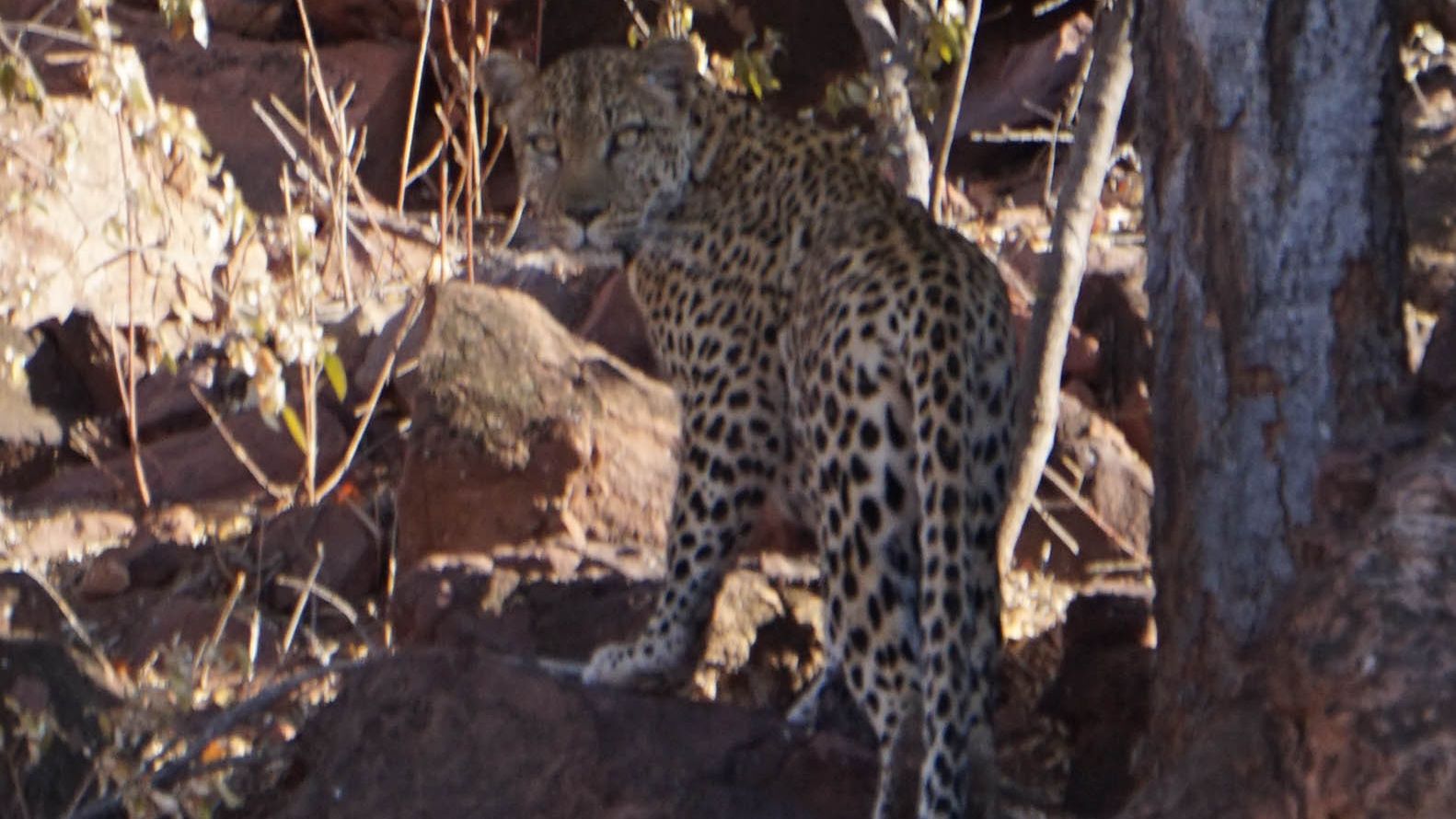 erfahrungsberichte-naturreise-afrika-private-wilderness-experience-rene-leopard-natucate