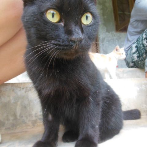 Eine kleine Katze sitzt mit Volunteeren auf einer Treppe