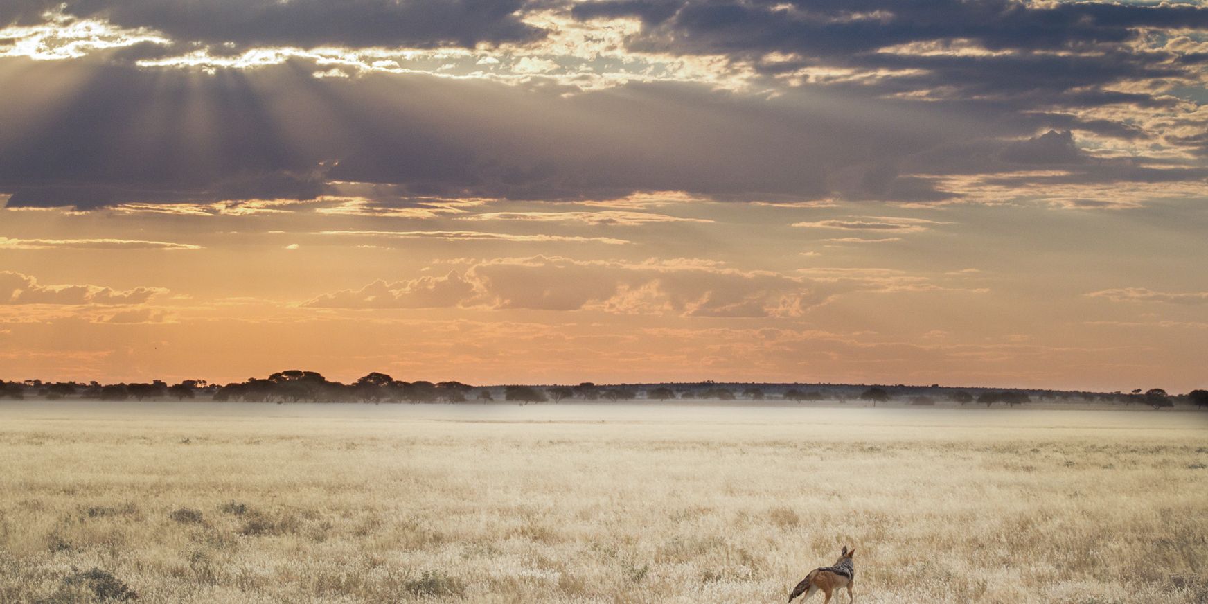 Ein Schakal (ein Wildhund von kleiner, wolfsähnlicher Gestalt) steht alleine in der Weite der Savanne. Lichtstrahlen blicken durch die Wolken am morgen roten Himmel.