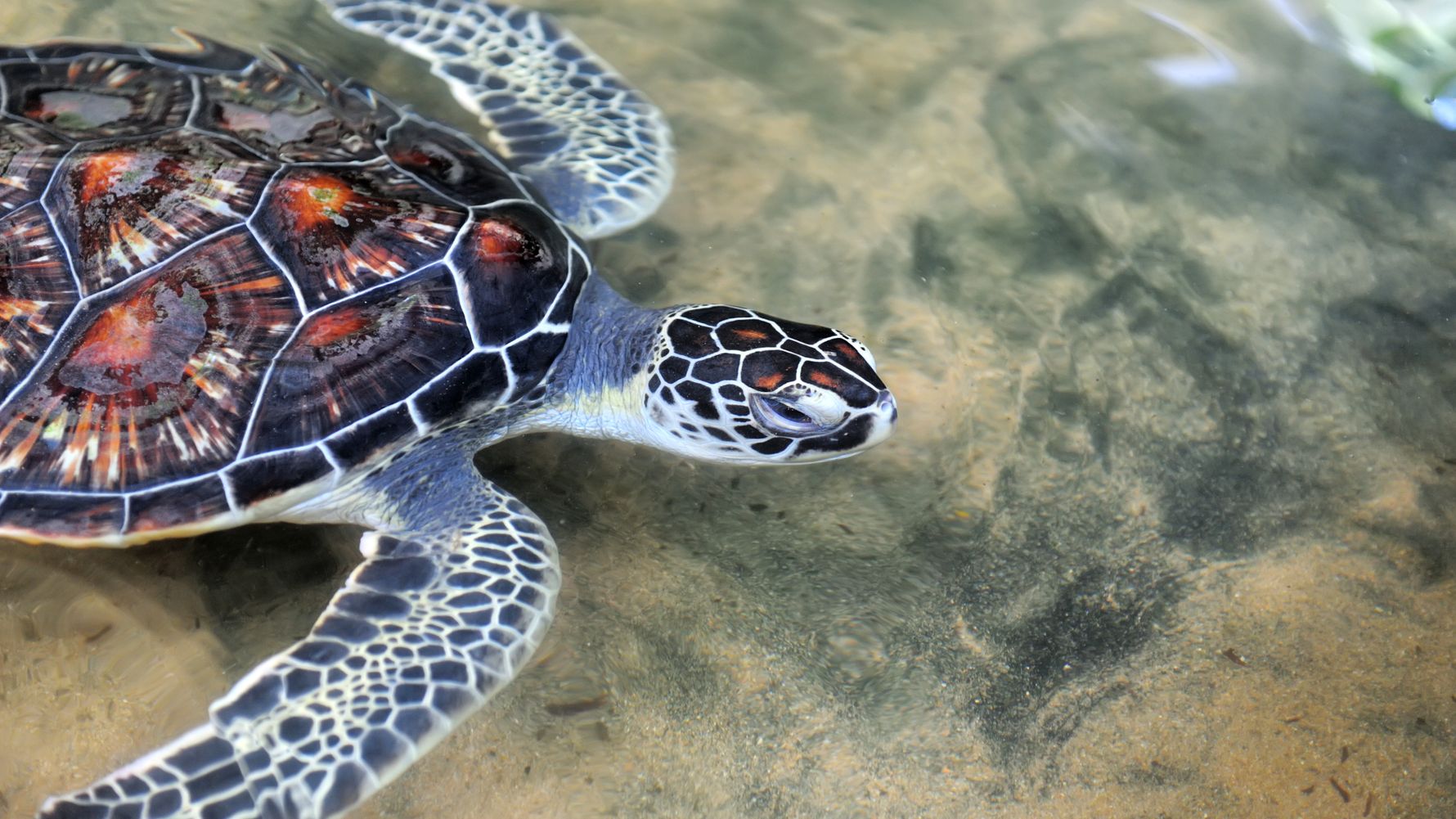 Freiwilligenarbeit Tierschutz Hawaii: Schildkroete an der Wasseroberflaeche des Pazifischen Ozeans