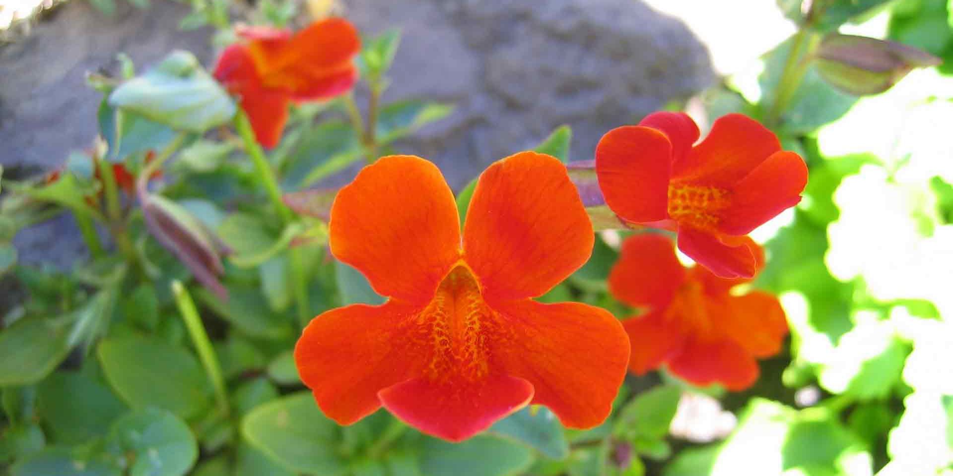 Nahaufnahme einer rot-orangenen Blume aus den Anden