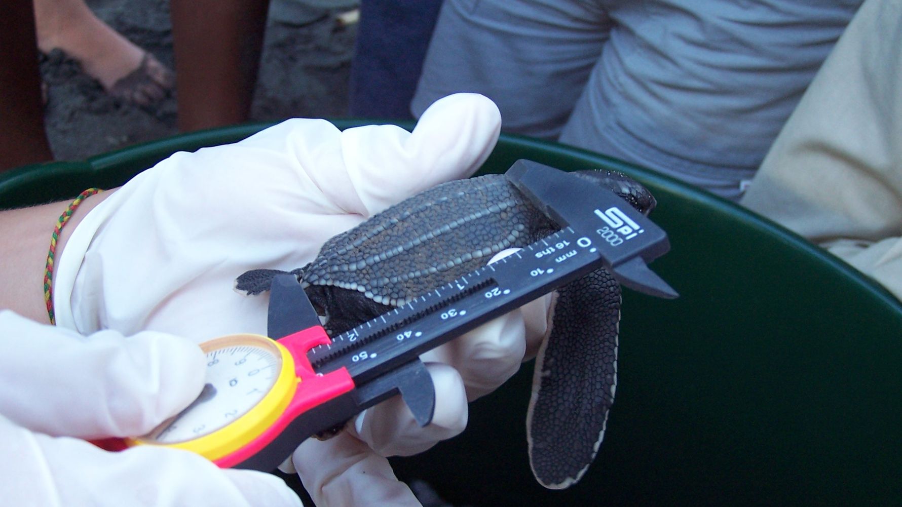 Meeresschildkroeten schuetzen: Volunteer nimmt die Masse einer jungen Schildkroete