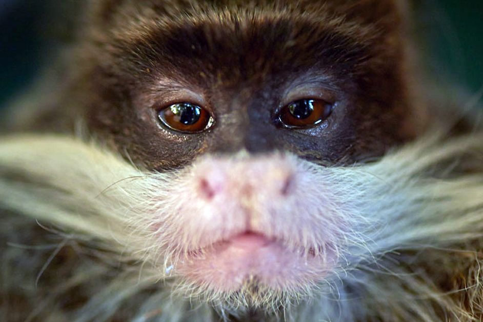 Nahaufnahme eines Kaiserschnurrbarttamarins in Peru
