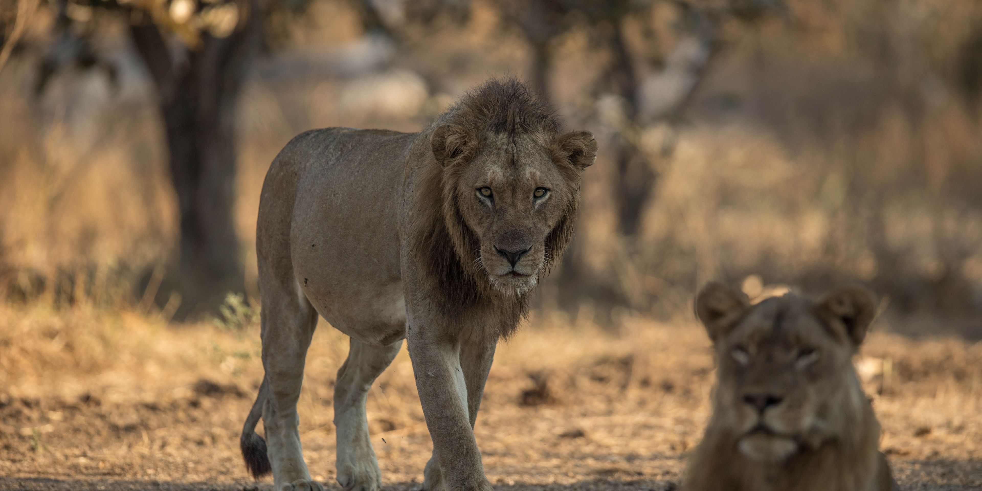safari-botswana-kalahari-trifft-khwai-loewen