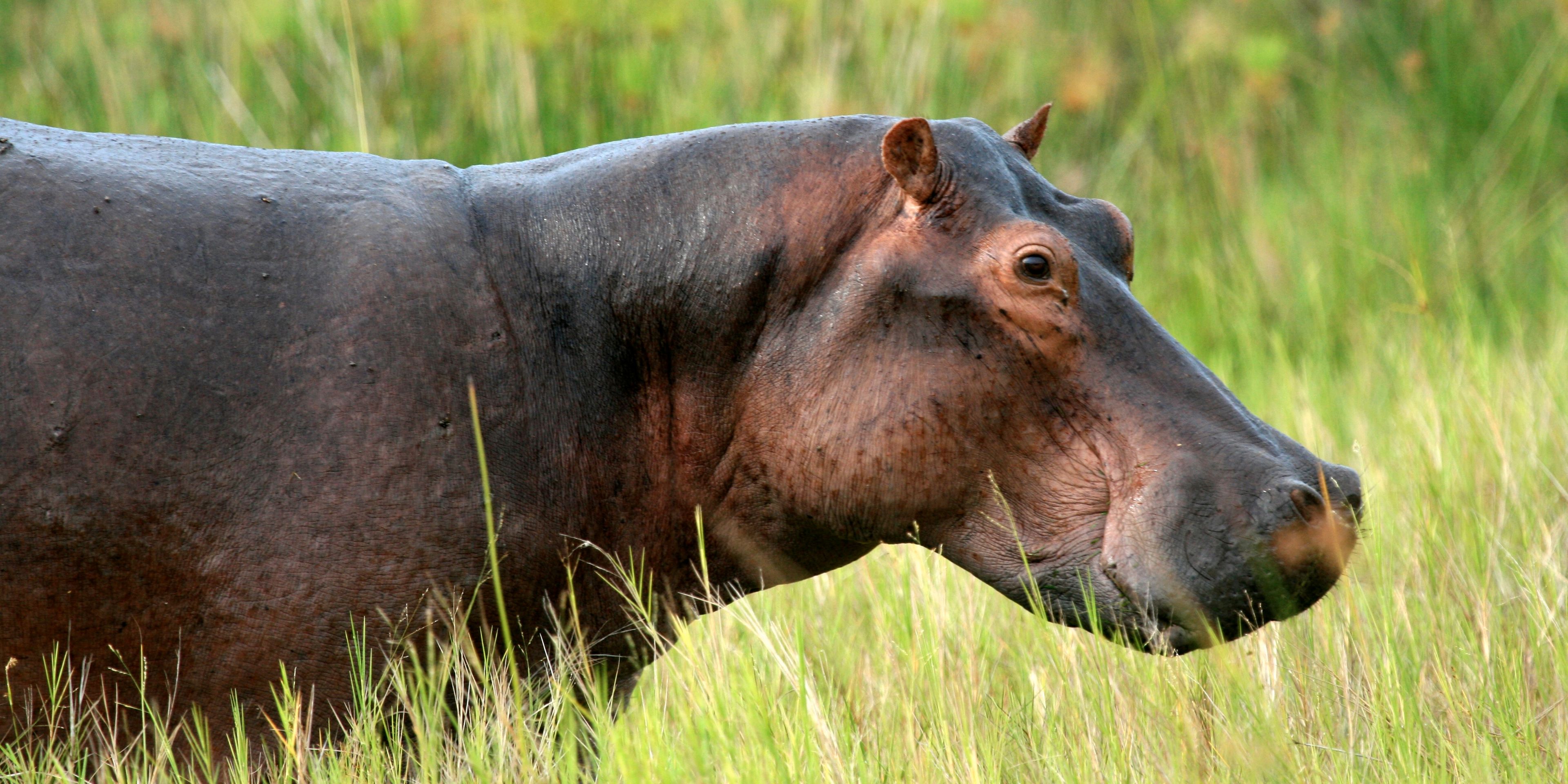 Hippo in the grass
