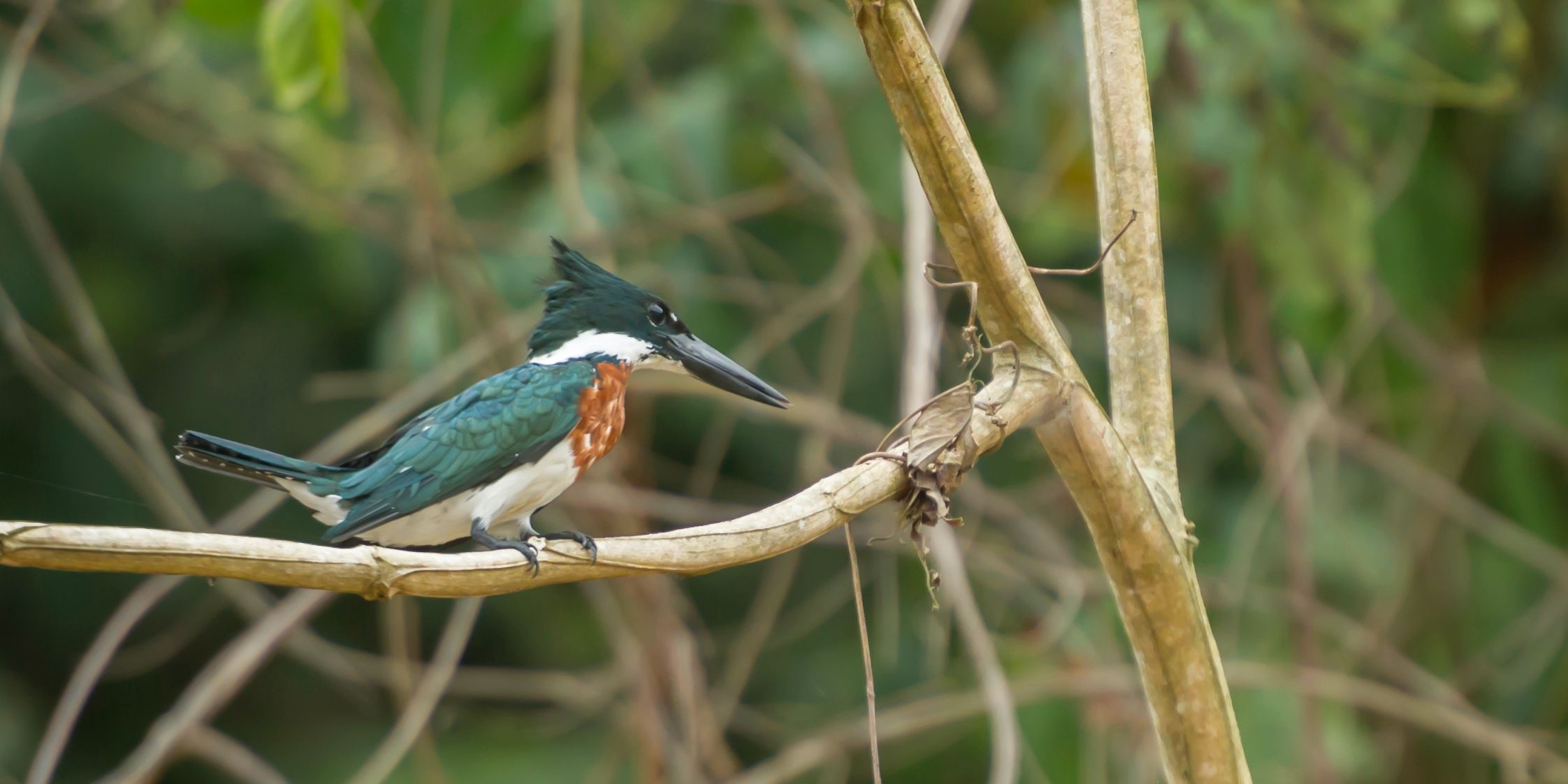 Ornithologie im Busch Suedamerikas waehrend eines Natur- und Rangerkurses