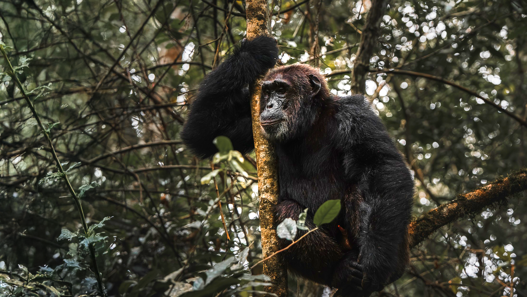 natucate-volunteering-uganda-chimpanzee-hero