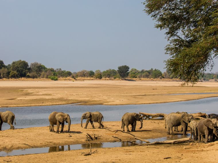blog-ratgeber-sambia-luambe-nationalpark-elefanten-herde-natucate