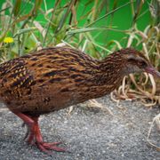erfahrungsbericht-freiwilligenarbeit-naturschutz-neuseeland-nancy-vogelwelt-natucate