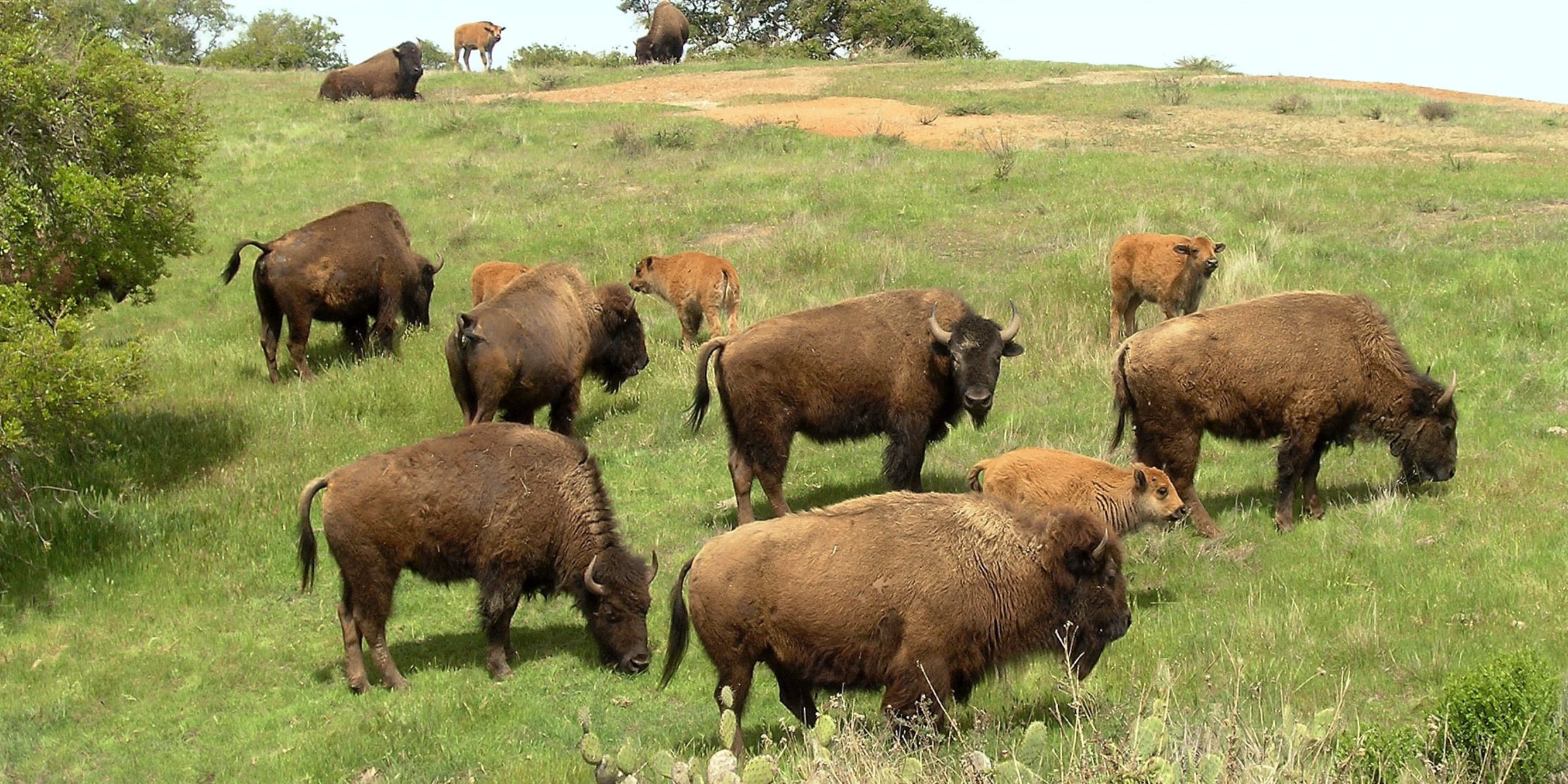 Animal life in the USA: A herd of bisons on a grassland in  Catalina Island