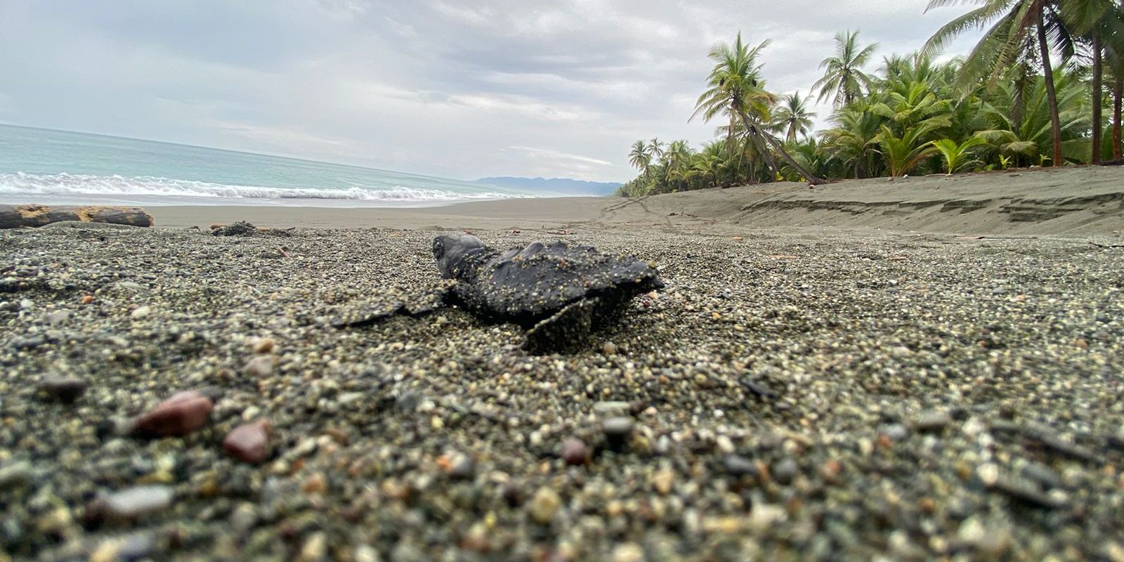 natucate-freiwilligenarbeit-costa-rica-schildkroten-rio-oro-baby-schildkrote-strand