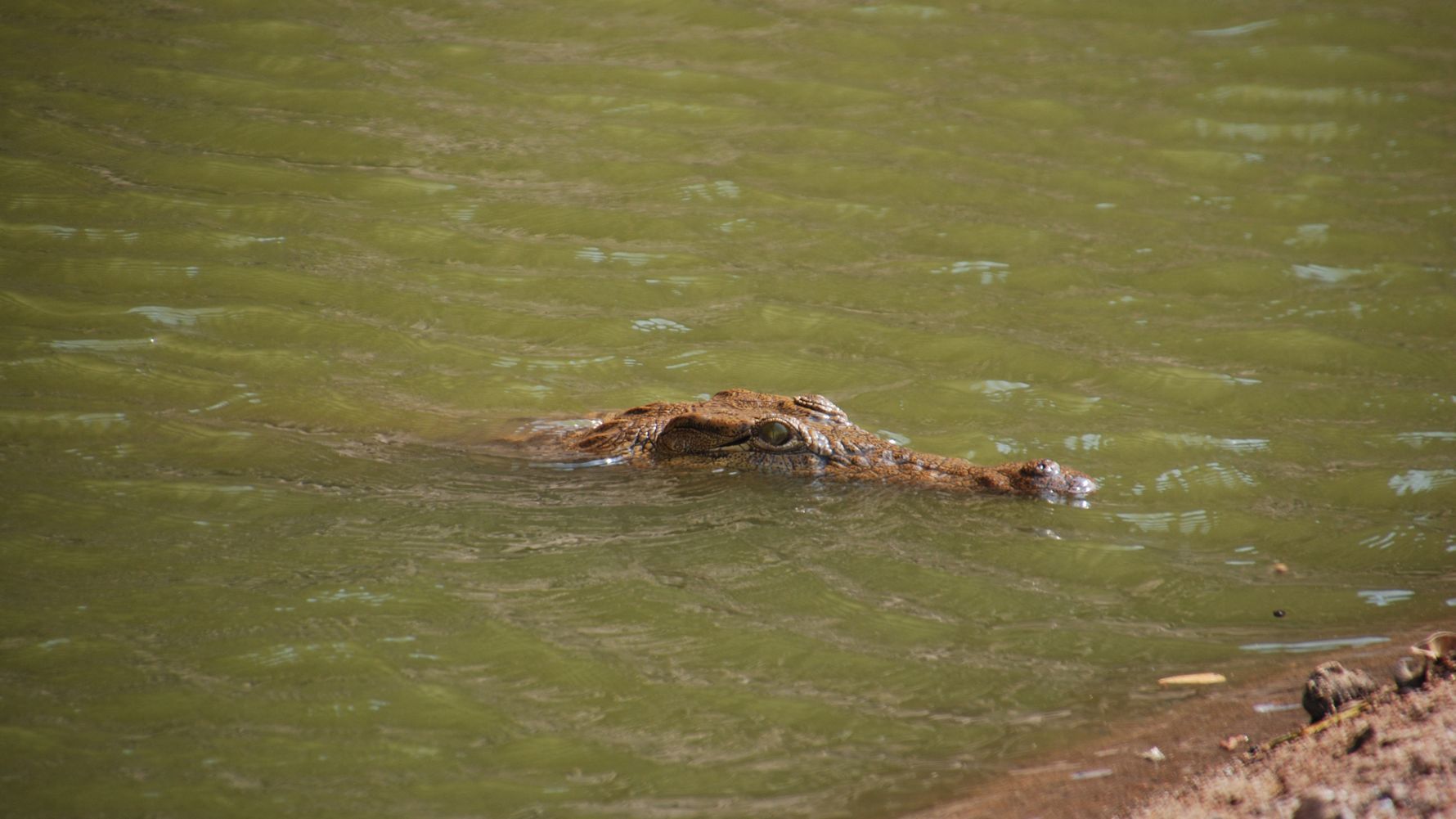 Rangerausbildung: Ein Krokodil schwimmt im Wasser