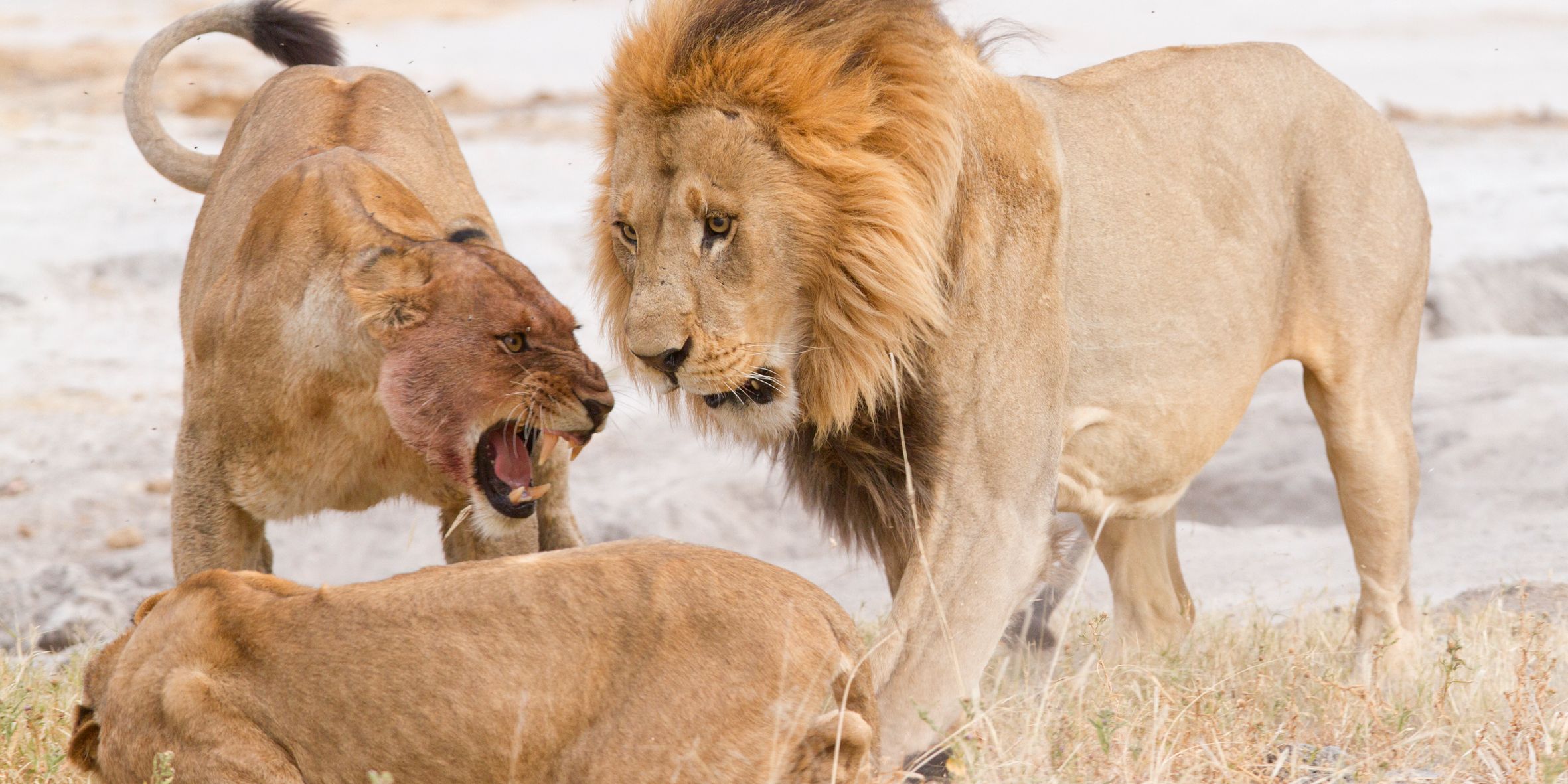 Beobachtung dreier Loewen in Interaktion bei einem Ausflug des Rangerkurses in den Busch Botswanas