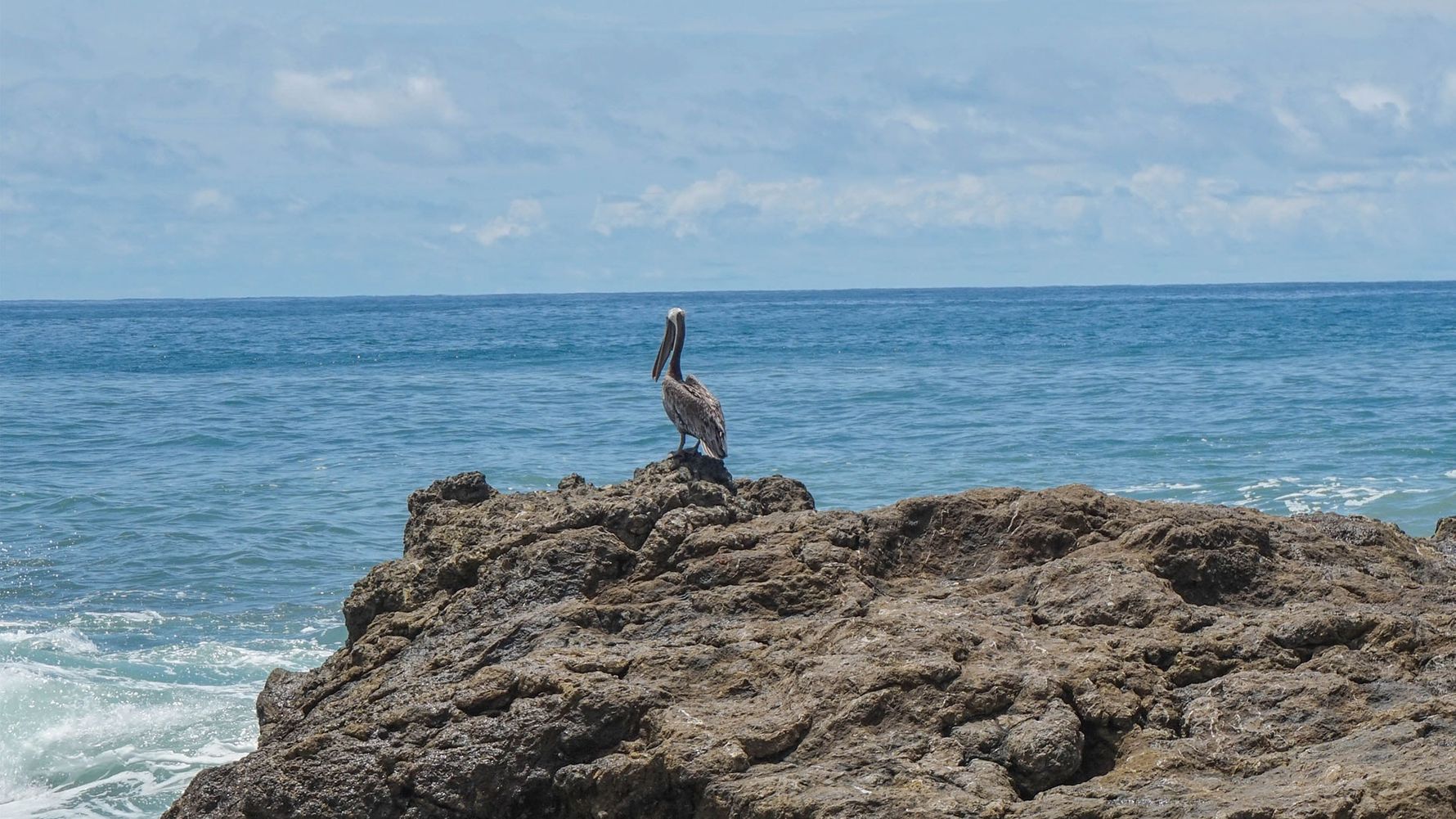 erfahrunsgbericht-costa-rica-praktikum-kundenfotos-artenschutz-vogel-natucate