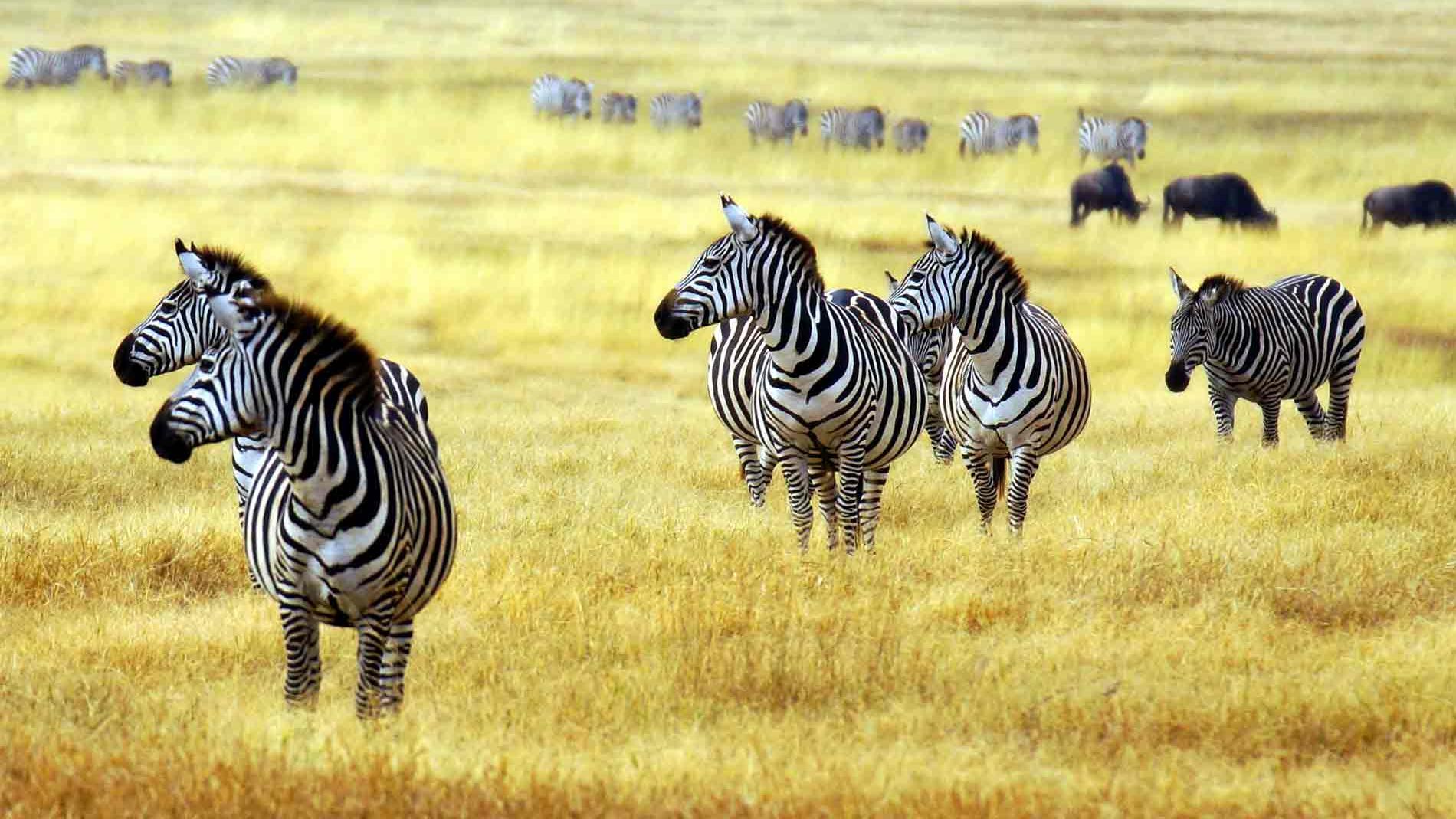 Eine Zebraherde auf dem Weg zu einem Wasserloch in der Masai Mara