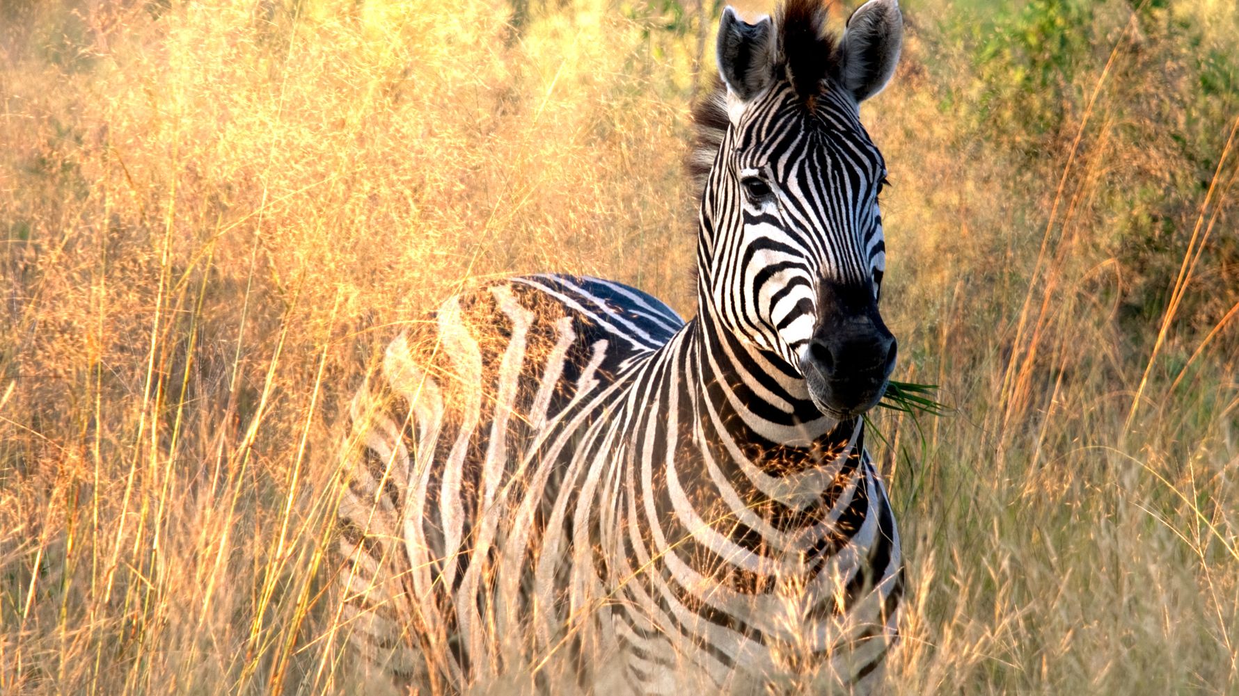 blog-reiseorte-botswana-mababe-zebra
