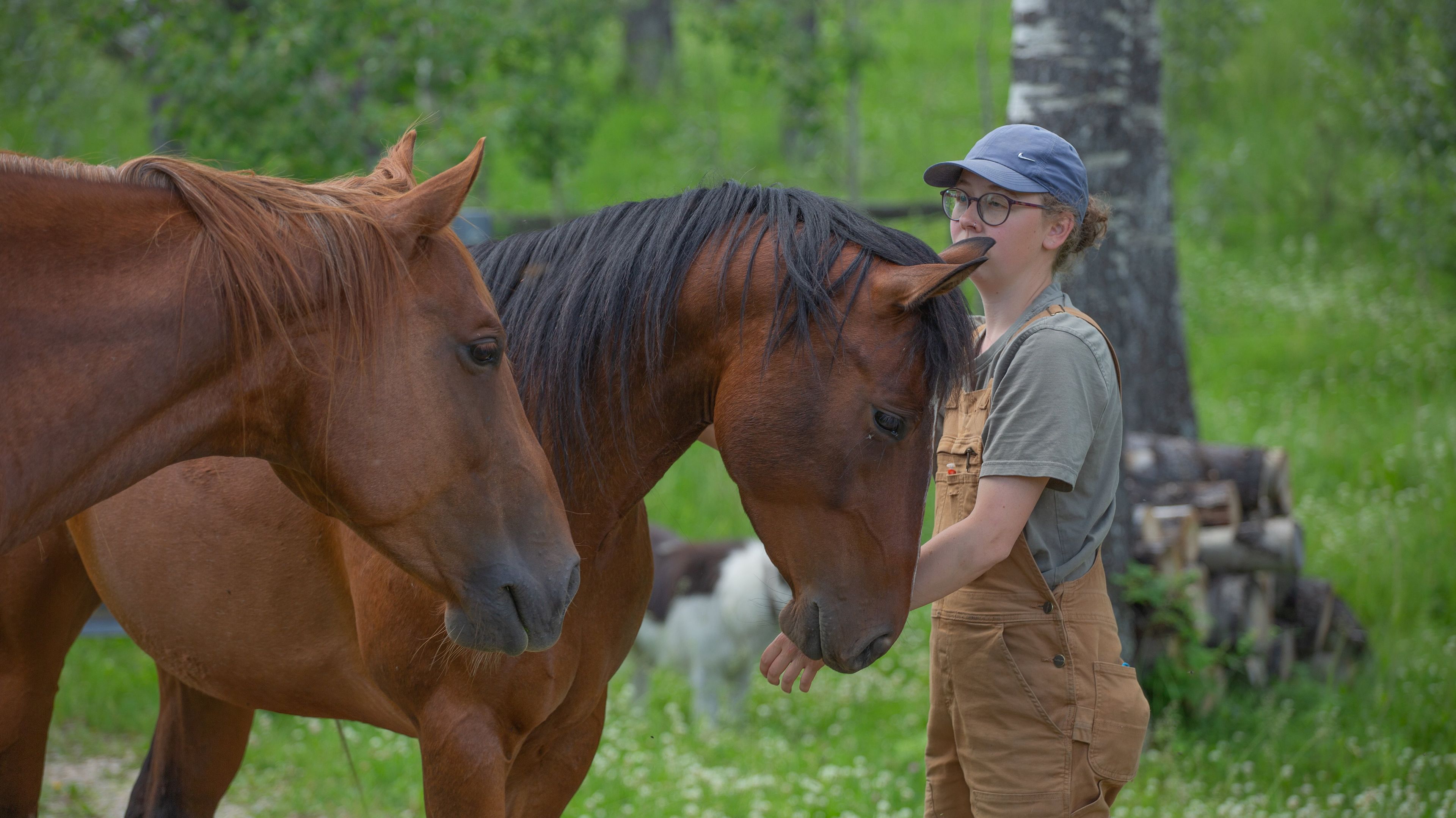 natucate-canada-freiwilligenarbeit-horses-zwei-pferde