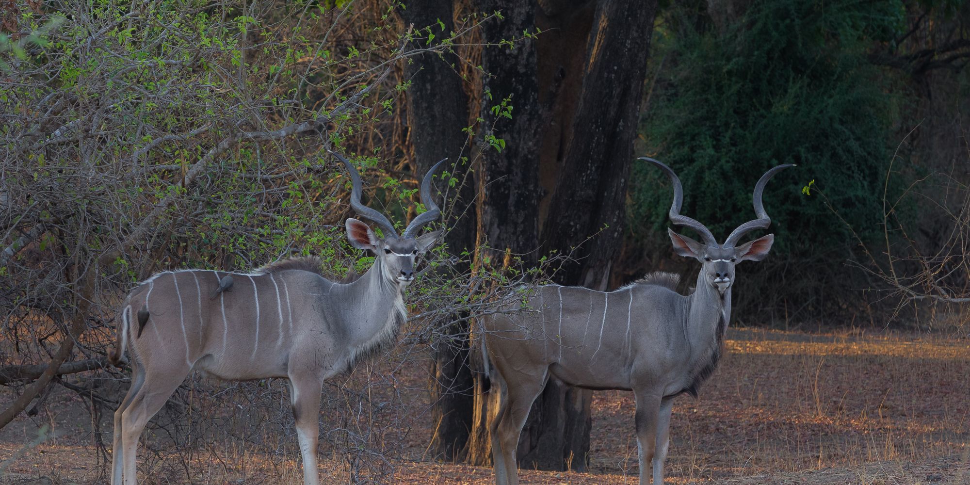 Kudus gehoeren zu den groessten Antilopen der afrikanischen Wildnis