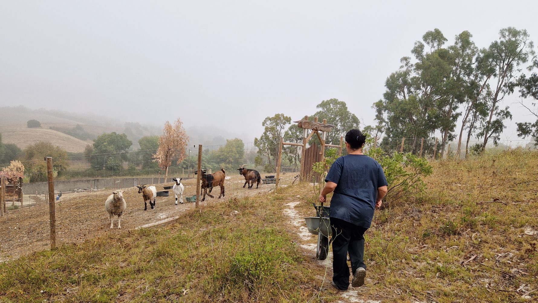 natucate-blog-review-portugal-animal-welfare-meghan-goat-area