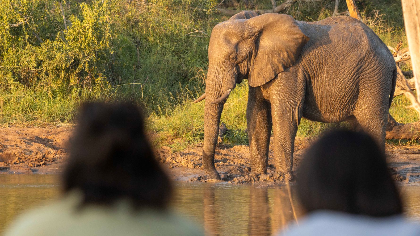 natucate-ecotraining-timbavati-camp-elephant-watching