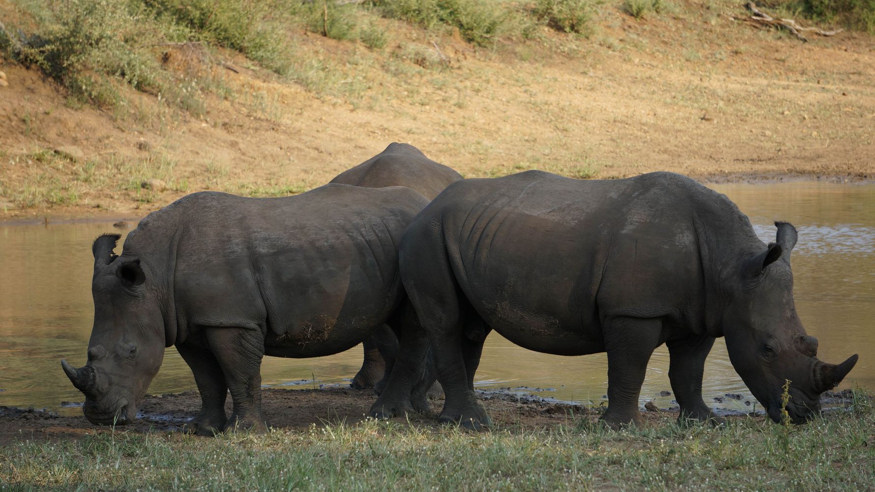 erfahrungsberichte-suedafrika-rangerausbildung-nashorn-natucate