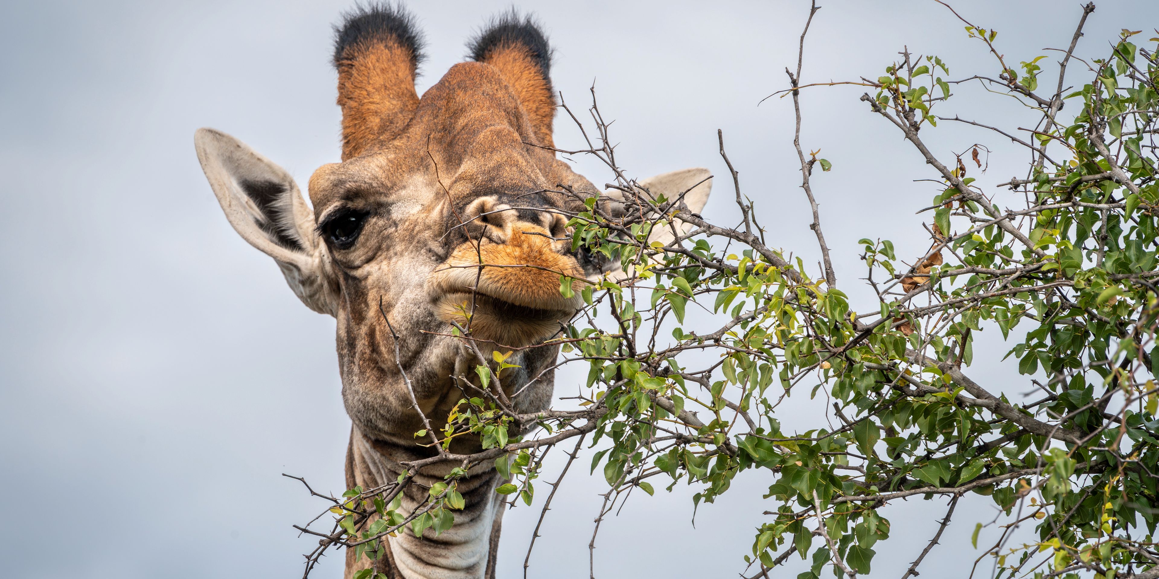Giraffe
