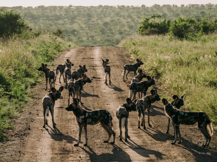 natucate-sabbatical-wild-dogs
