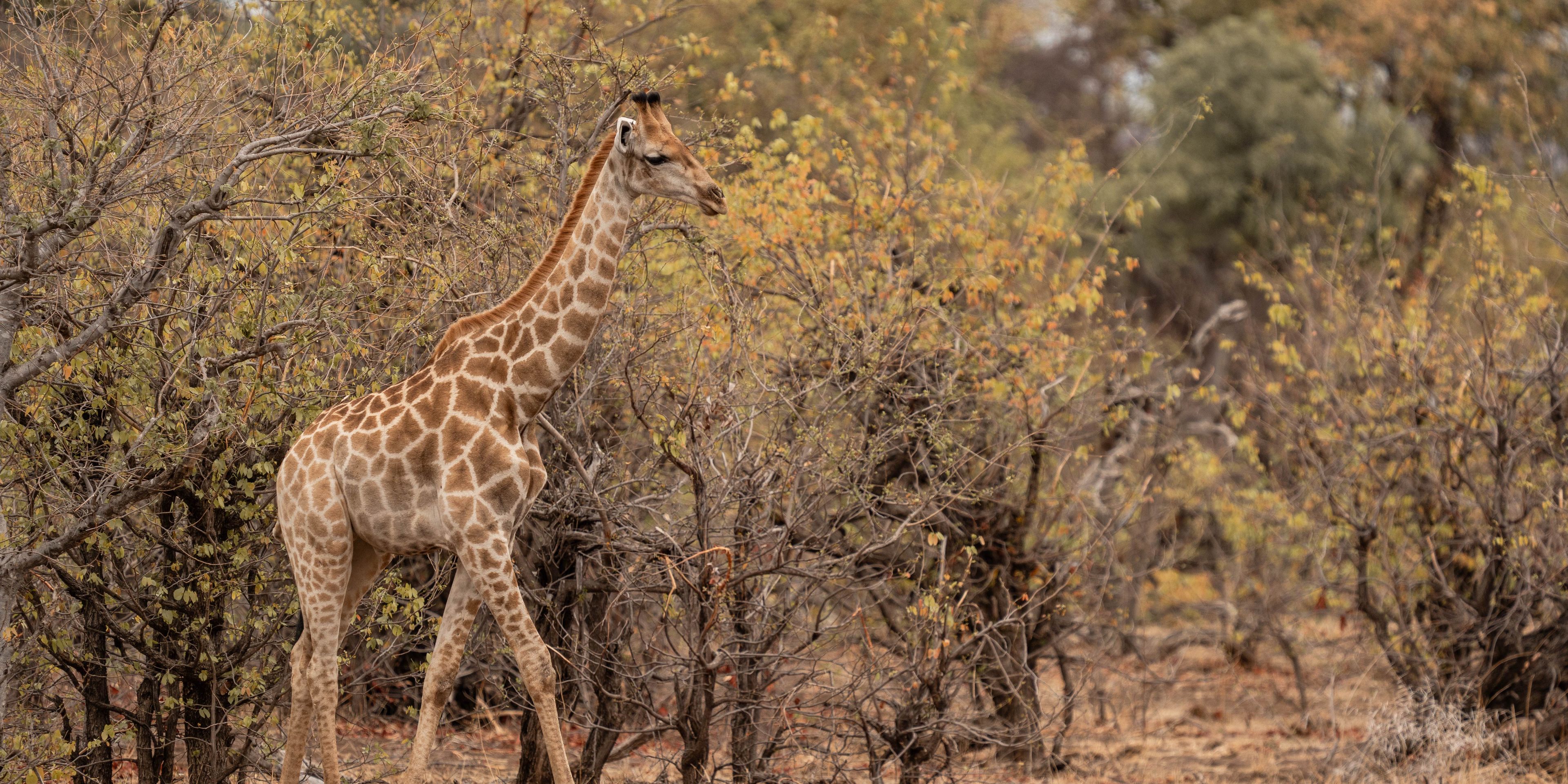 natucate-guide-course-south-africa-et-svenja-giraffe