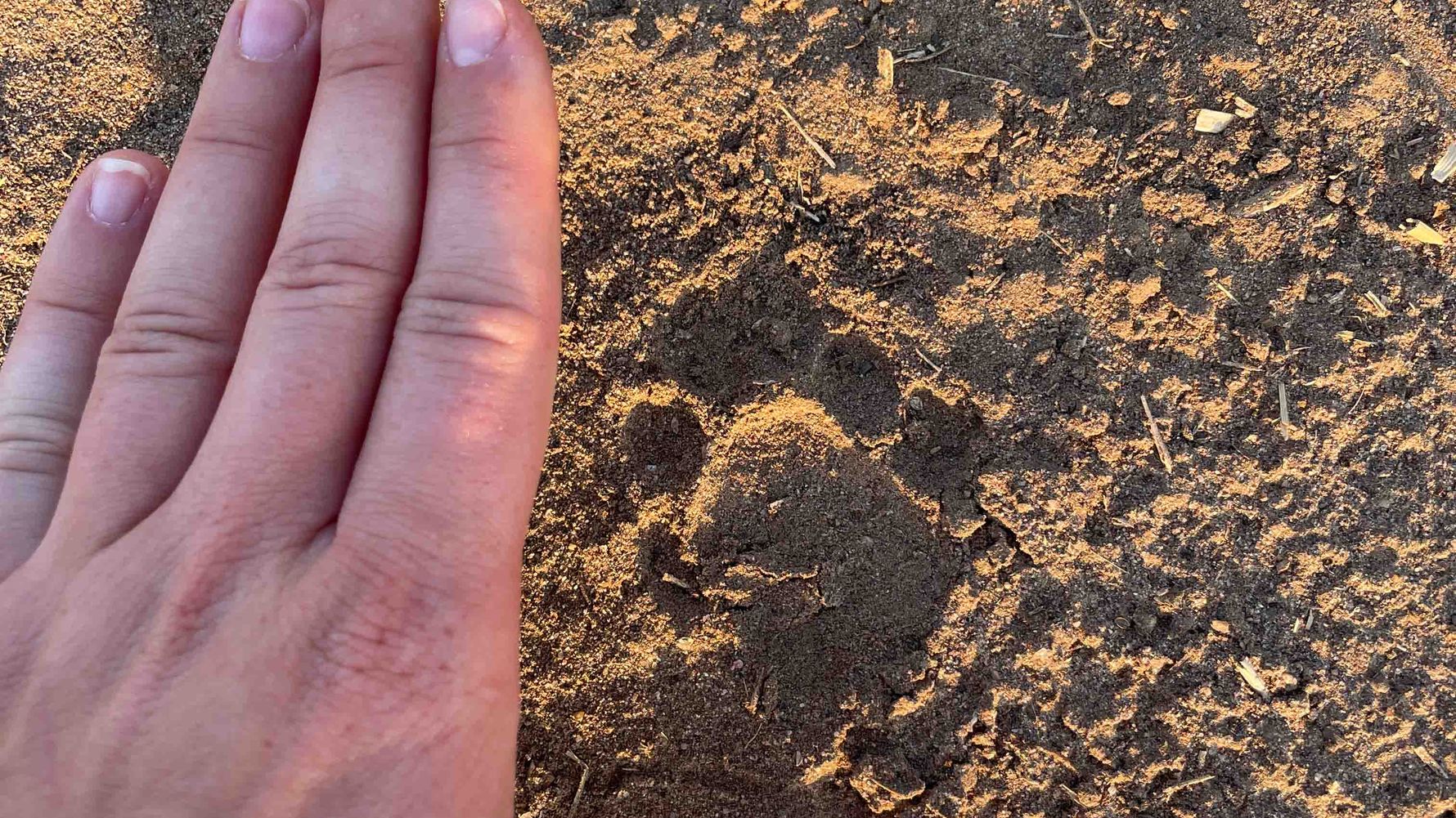 erfahrungsbericht-suedliches-afrika-professional-field-guide-rangerausbildung-natucate-vivien-fussspuren-im-sand