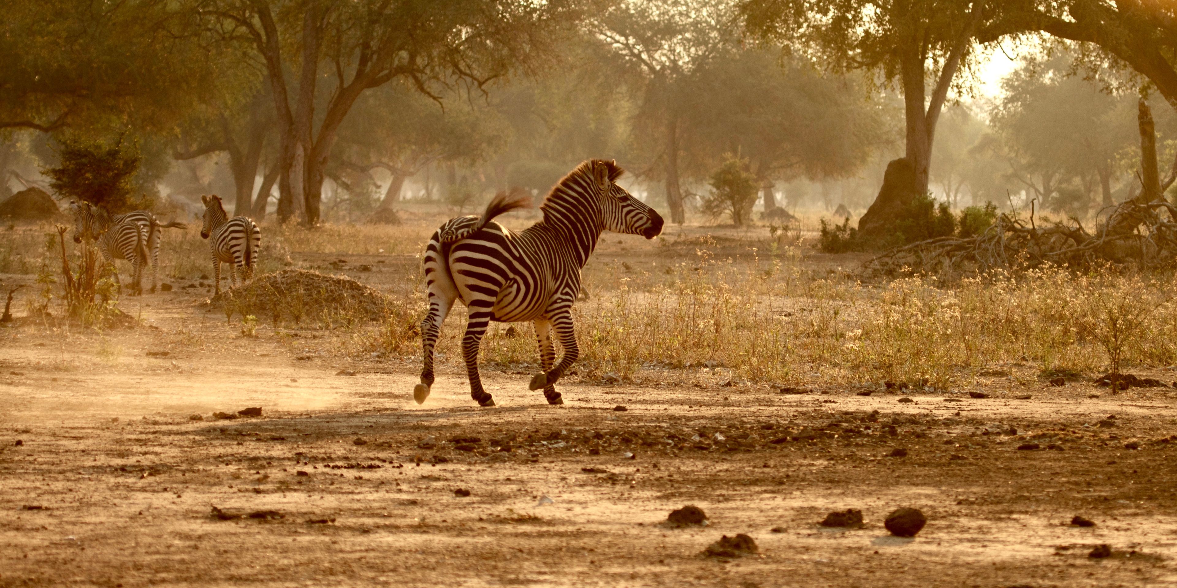 Ein Zebra in der Abendsonne der afrikanischen Savanne