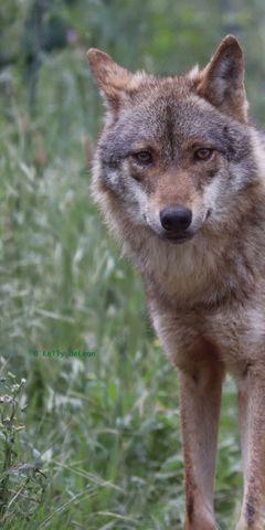 Aufnahme eines Iberischen Wolfs auf dem Gelaende des Wolfsschutzprojekts in Portugals Distrikt Lissabon