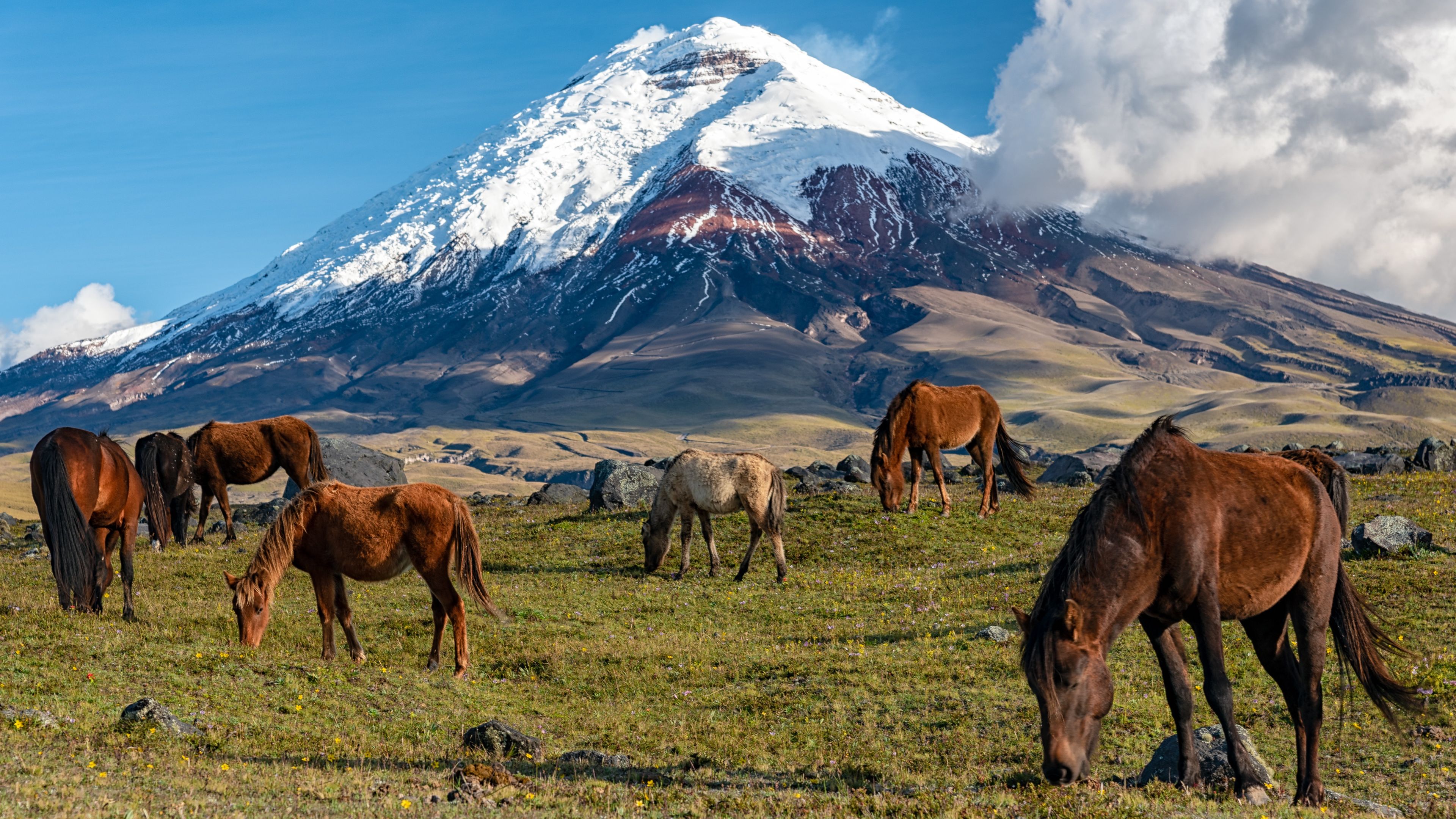 natuctae-country-info-ecuador-cotopaxi-horses