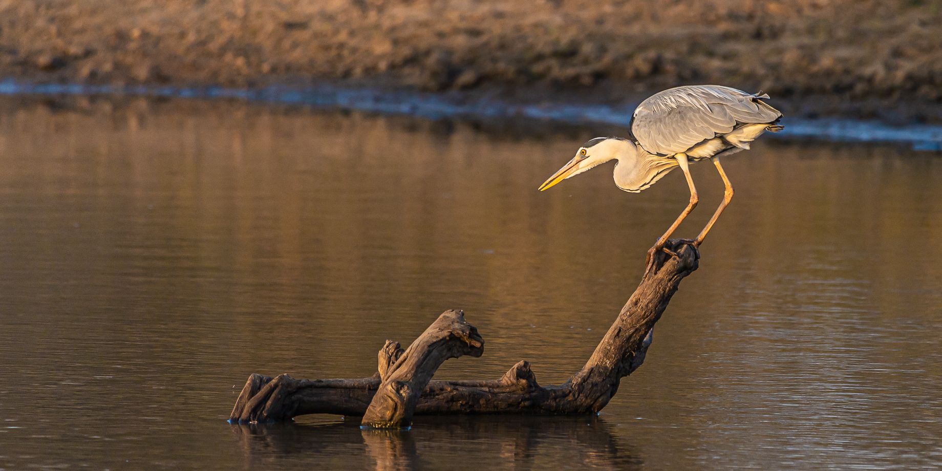 natucate-guide-courses-bw-south-africa-egret