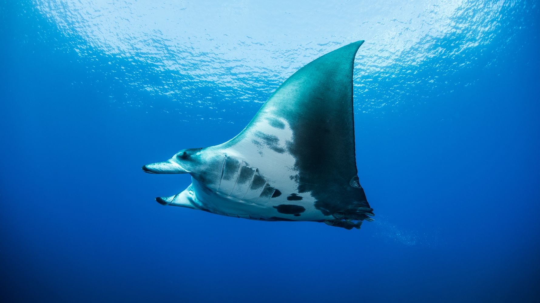 natucate-blog-wissen-manta-rochen-schwimmend