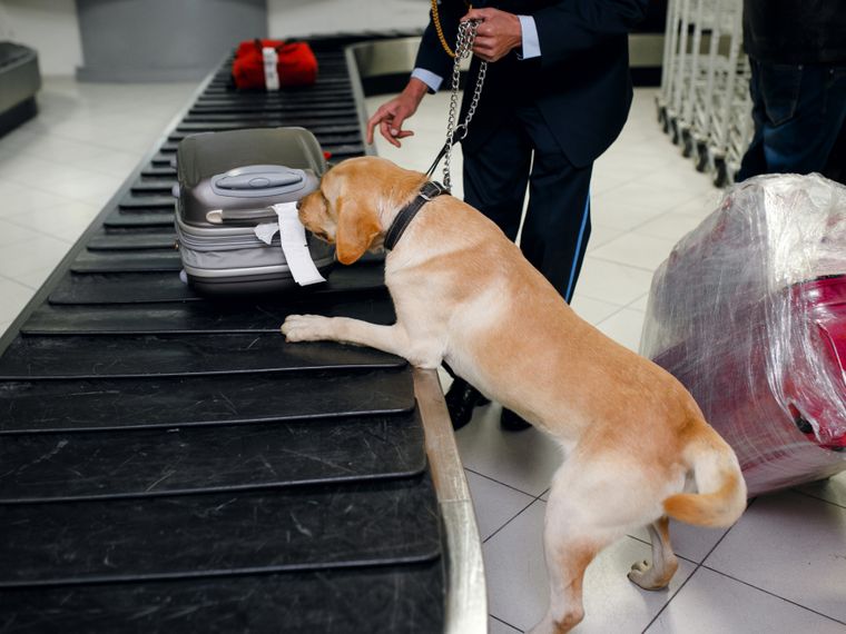 blog-dogs-heroes-conservation-spuehrhund-koffer-kontrolle-natucate